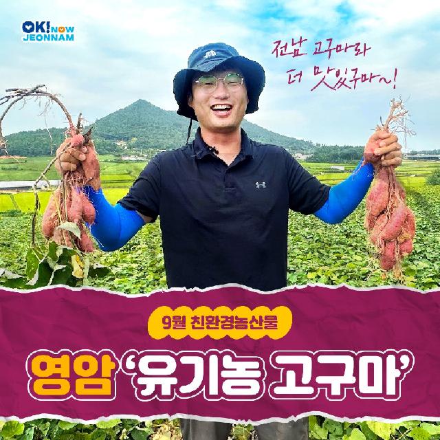 9월 친환경 농산물 선정, 영암 '유기농 고구마'